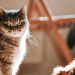 Безопасная игра в слот The Dog House Megaways с мерами защиты