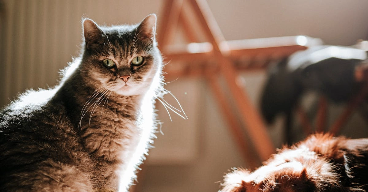 Безопасная игра в слот The Dog House Megaways с мерами защиты