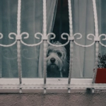 Безопасная игра в слот The Dog House с защитными мерами