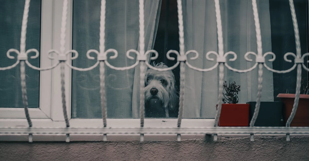 Безопасная игра в слот The Dog House с защитными мерами